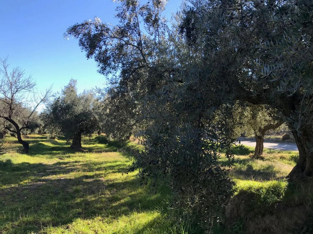 Terreno en venta en Fiñana, Almería photo 4