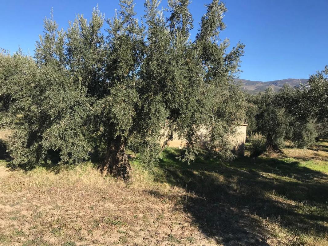 Terreno en venta en Fiñana, Almería photo 5