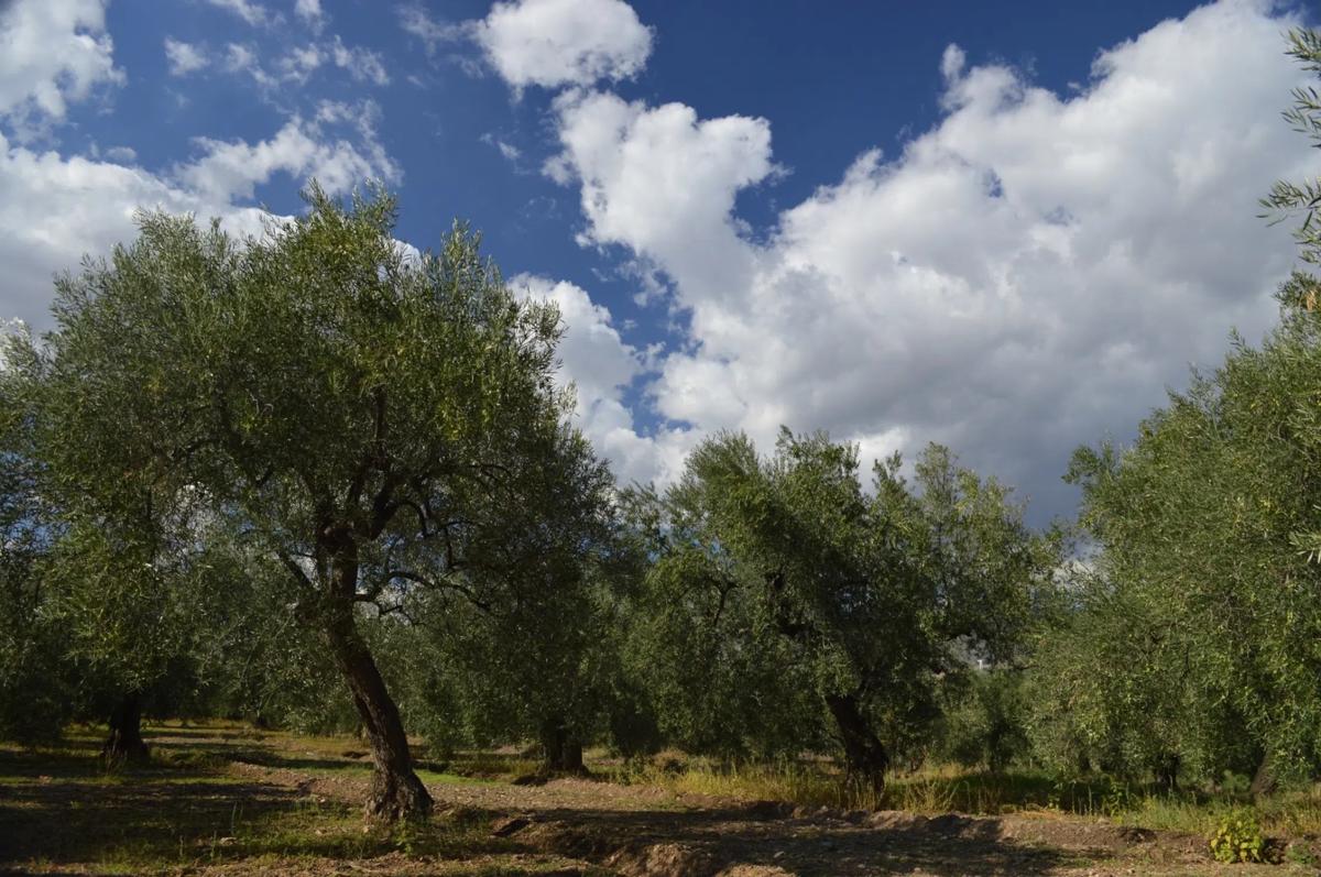 Terreno en venta en Abrucena, Almería photo 2