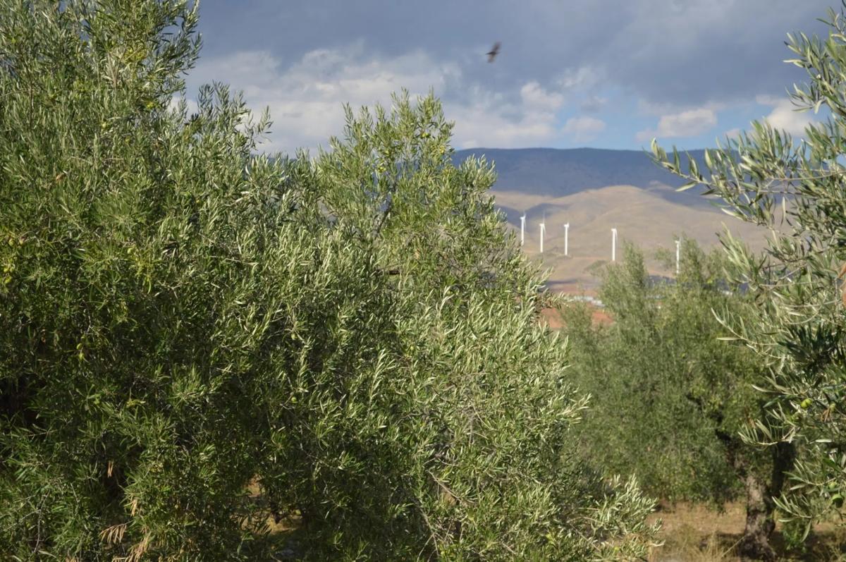 Terreno en venta en Abrucena, Almería photo 4