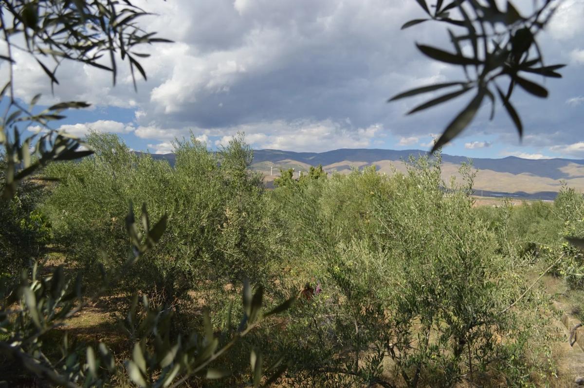 Terreno en venta en Abrucena, Almería photo 5