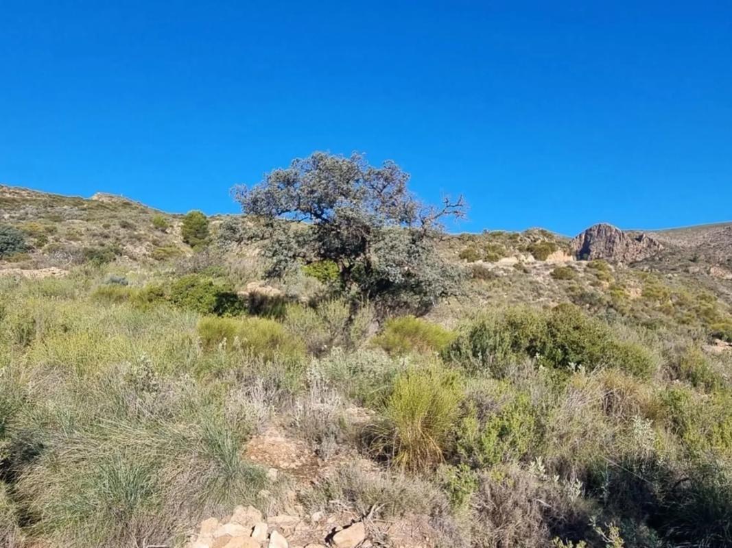 Działka na sprzedaż w Bédar, Almería photo 3
