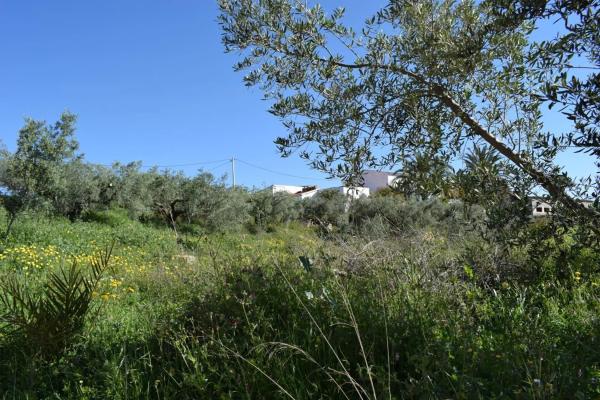 Terreno en Barriada los Lopez photo 1