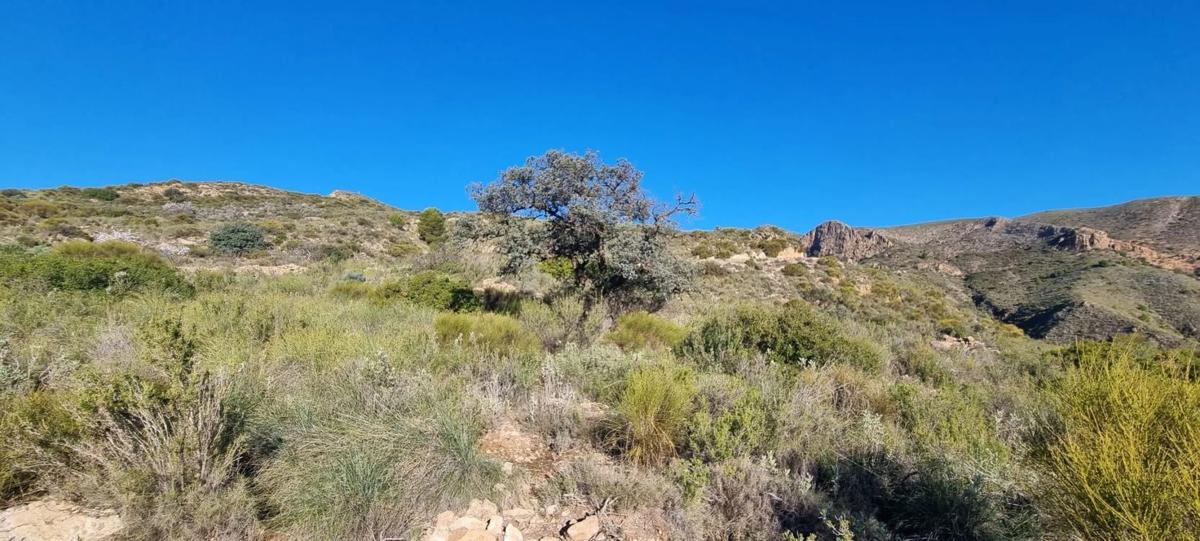 Działka na sprzedaż w Bédar, Almería photo 5