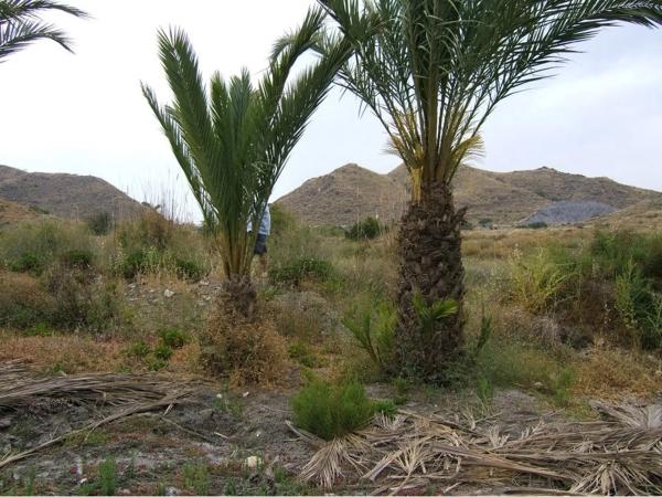 Terreno en camino del Palmeral, km 3 photo 3