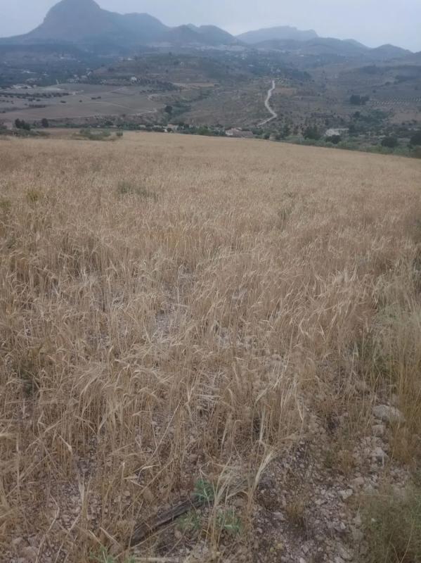 Terreno en venta en Vélez Blanco, Almería photo 2