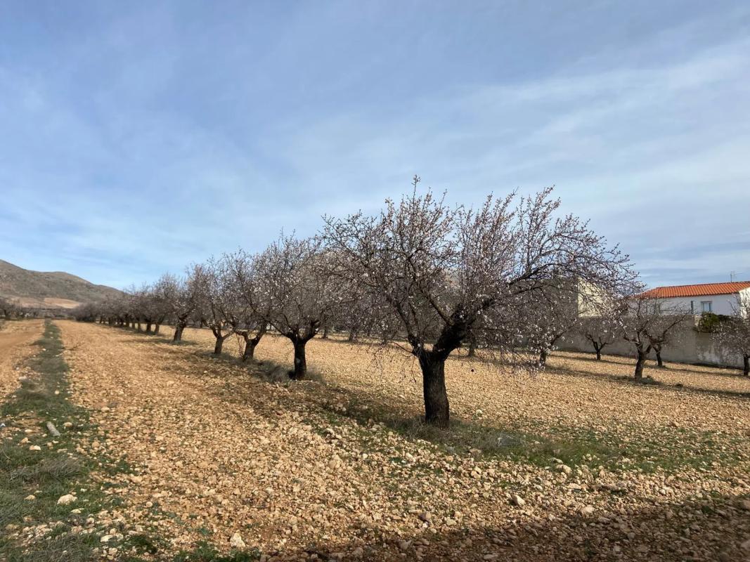 Land for sale in Chirivel, Almería photo 3