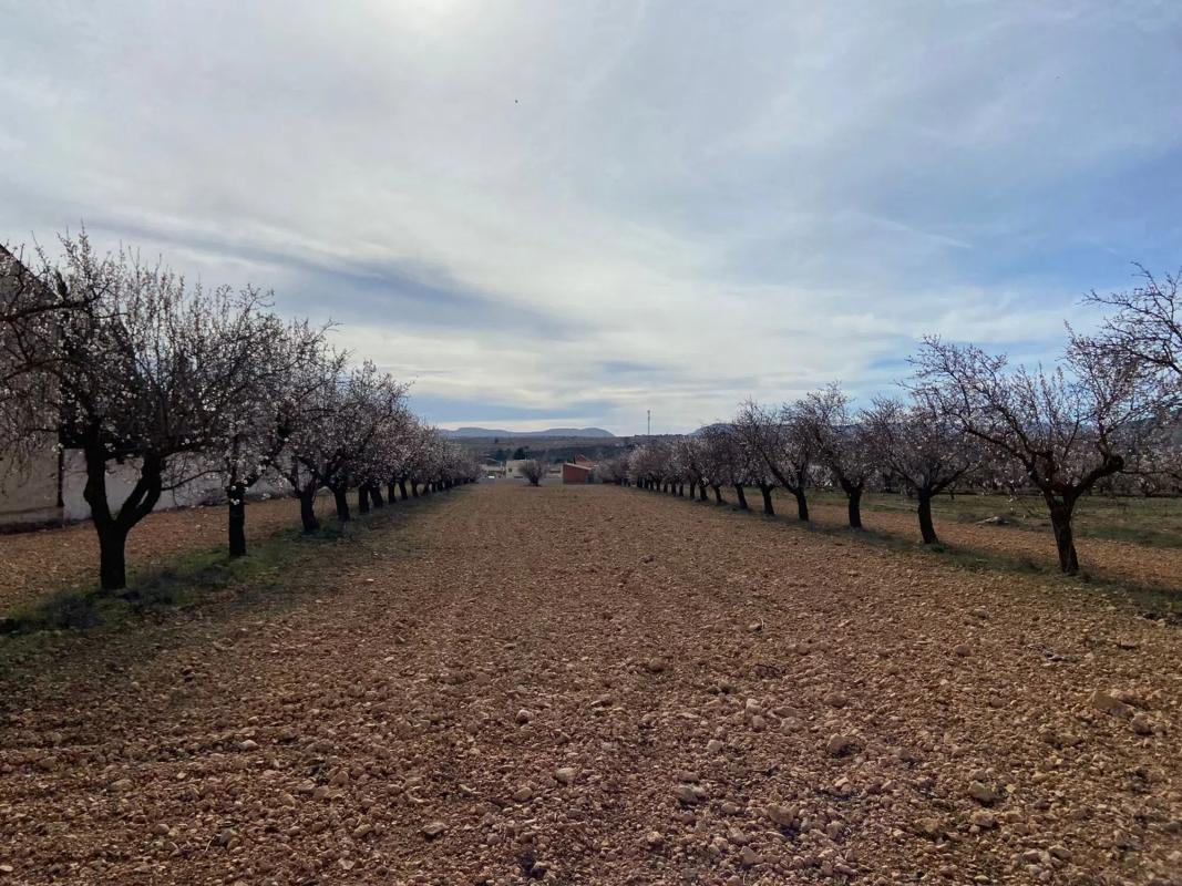 Land for sale in Chirivel, Almería photo 4