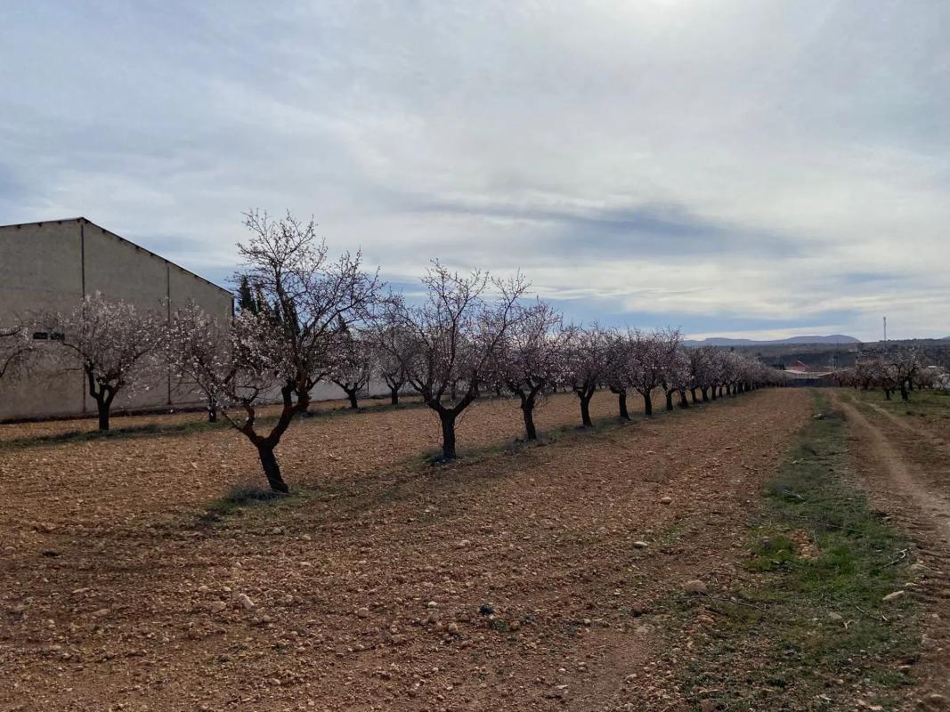 Land for sale in Chirivel, Almería photo 5