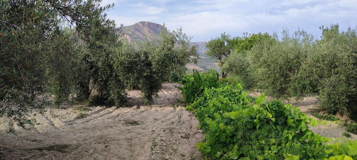 Działka na sprzedaż w Vélez Blanco, Almería photo 2