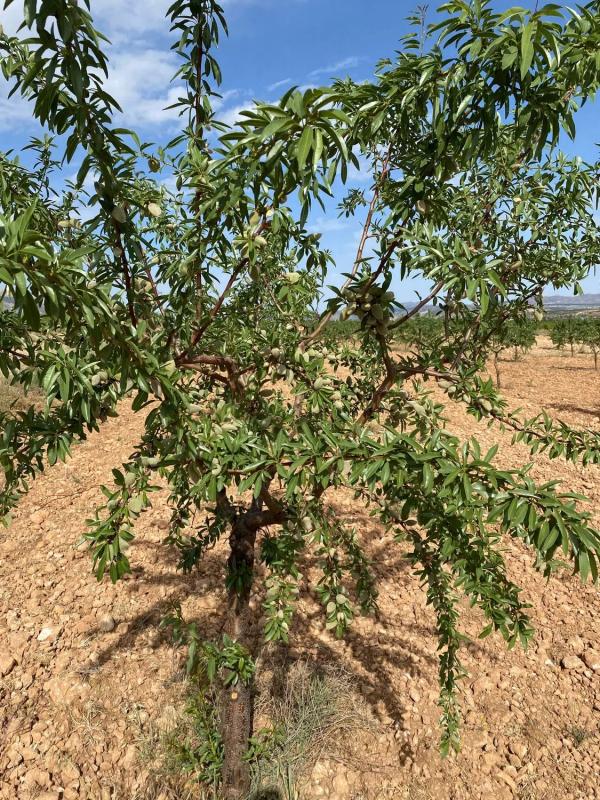 Działka na sprzedaż w Chirivel, Almería photo 2