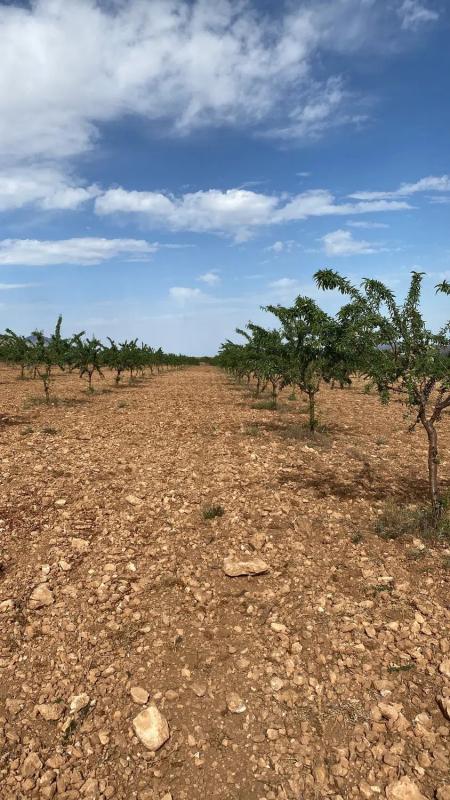 Działka na sprzedaż w Chirivel, Almería photo 4