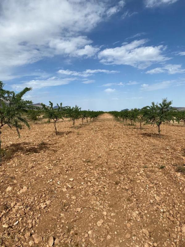 Działka na sprzedaż w Chirivel, Almería photo 5