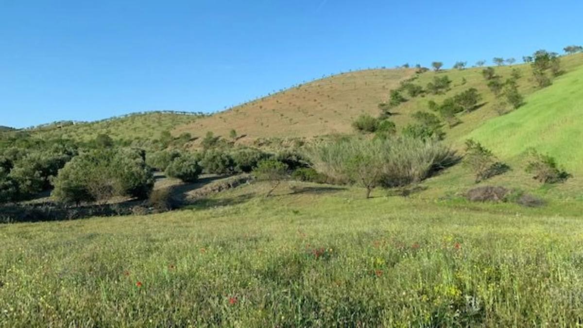 Terreno en venta en Vélez Rubio, Almería photo 2