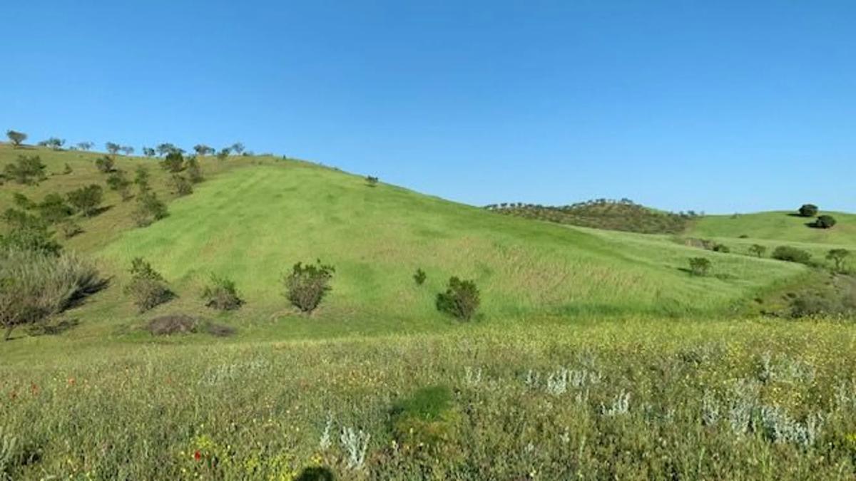 Terreno en venta en Vélez Rubio, Almería photo 3