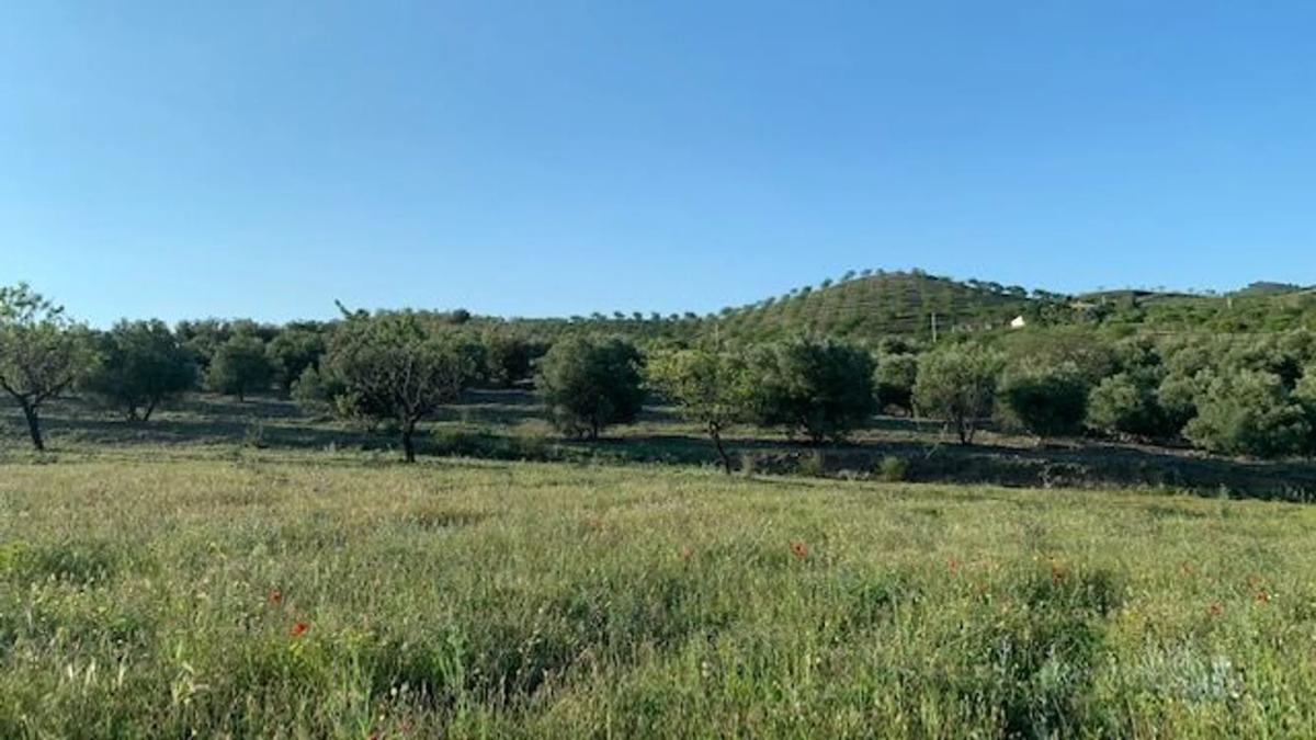 Terreno en venta en Vélez Rubio, Almería photo 4