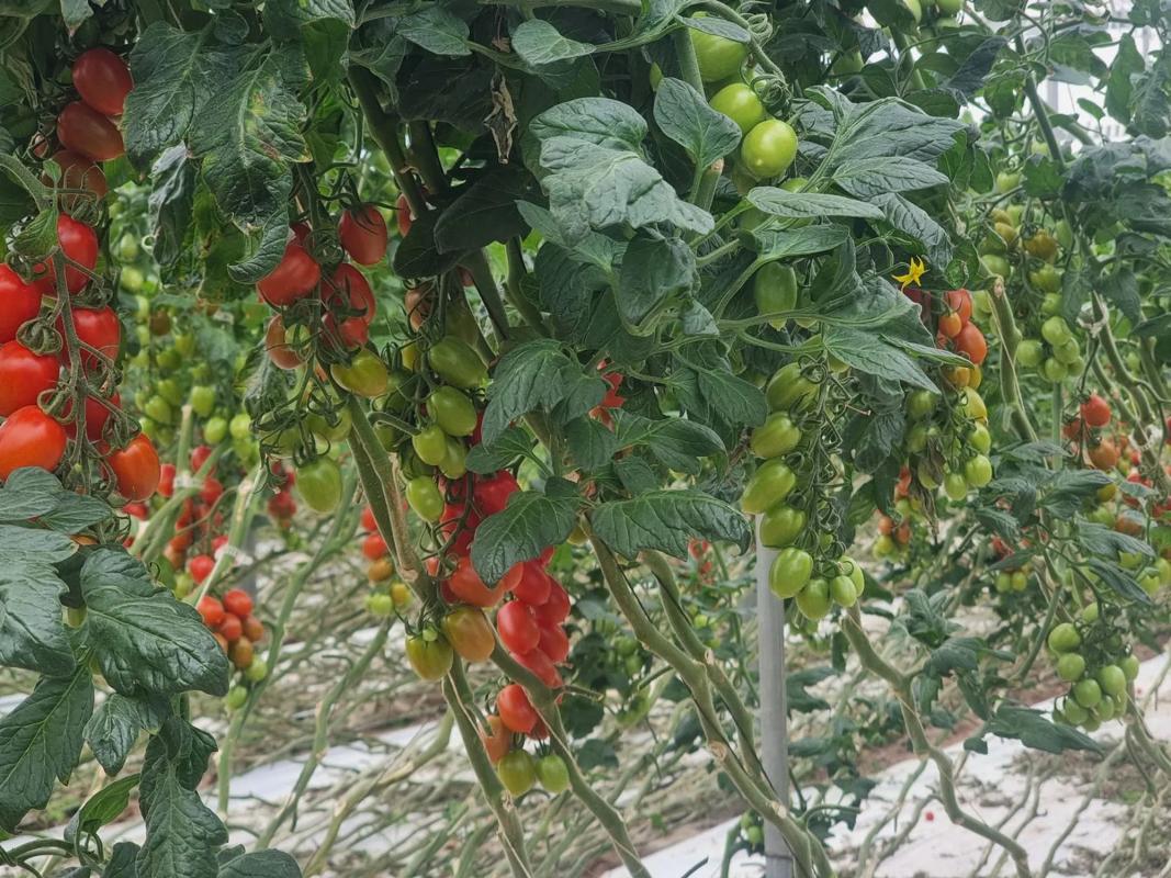 Участок земли на продажу в Кабо-де-Гата, Алмерия photo 2