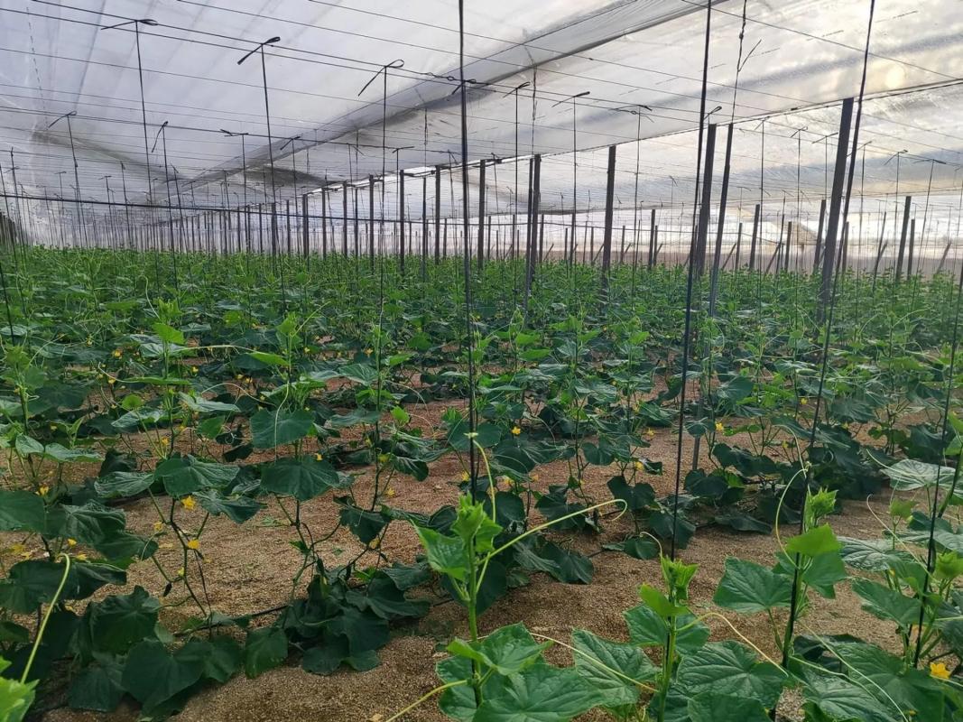 Участок земли на продажу в Нихар, Алмерия photo 3