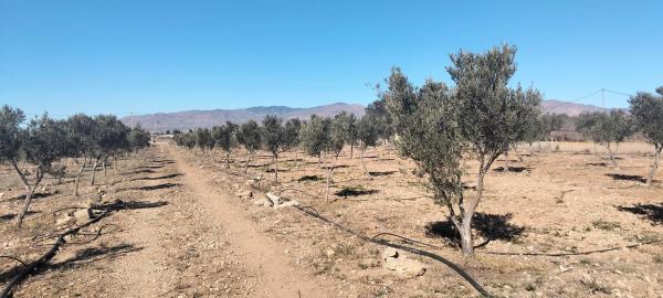 Terreno en San Isidro/nijar s/n photo 3