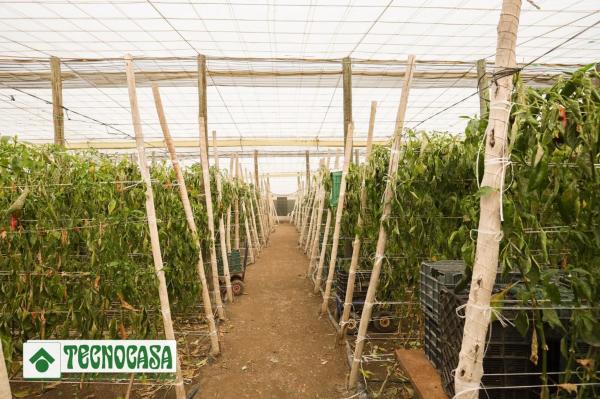 Terreno en Zanja de la Manrubia photo 1