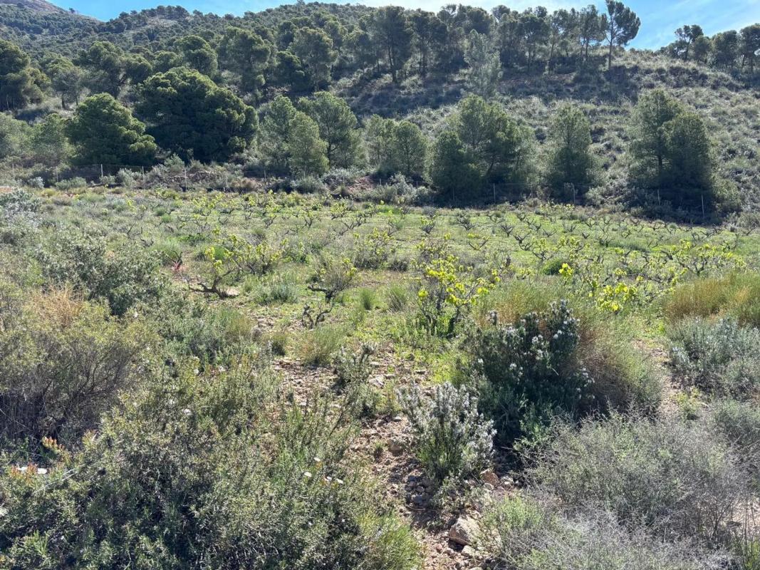 Terreno en venta en Berja, Almería photo 2