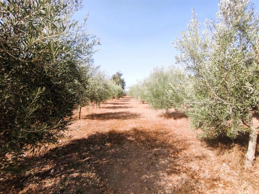 Terreno en venta en Berja, Almería photo 2