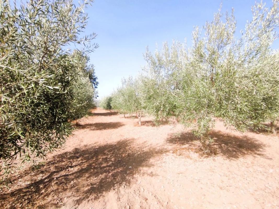 Terreno en venta en Berja, Almería photo 3