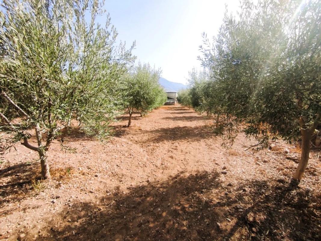 Terreno en venta en Berja, Almería photo 4