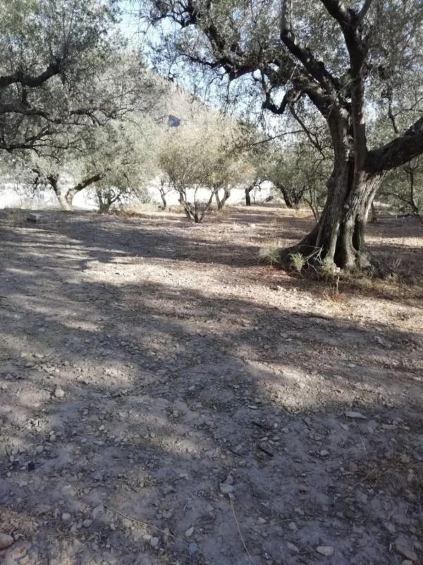 Terreno en venta en Berja, Almería photo 2