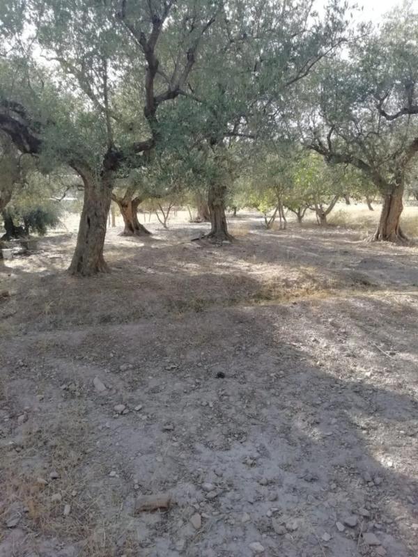 Terreno en venta en Berja, Almería photo 4