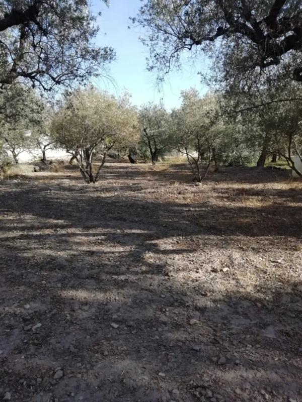 Terreno en venta en Berja, Almería photo 5