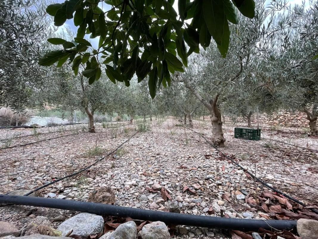 Terreno en venta en Dalias, Almería photo 2