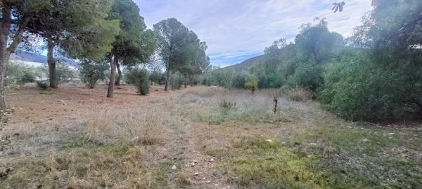 Terreno en carretera de Berja 04750, km 7 photo 2