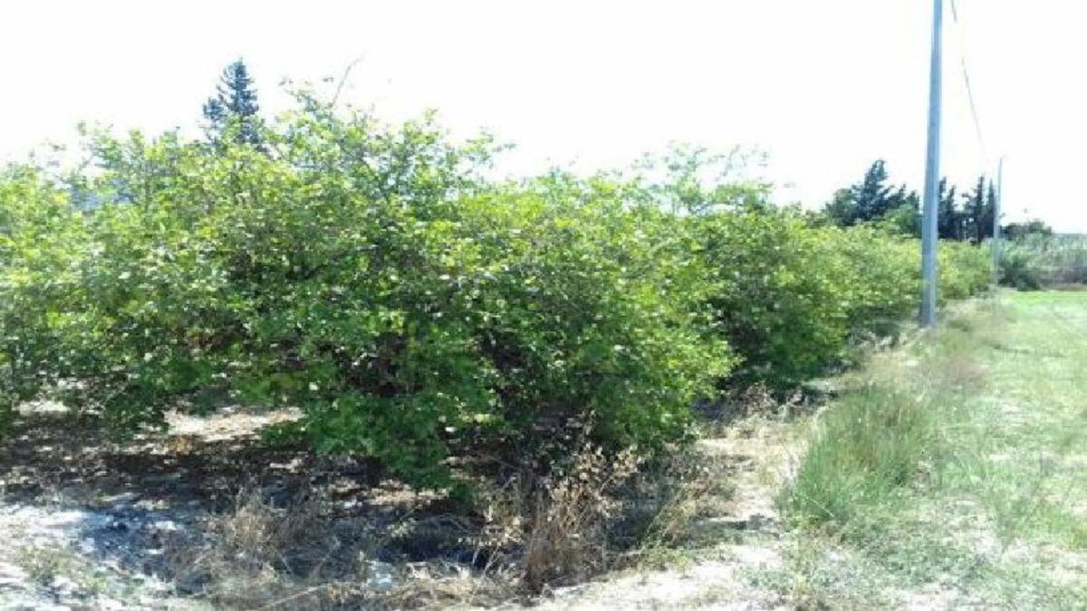 Terreno en venta en El Ejido, Almería photo 4