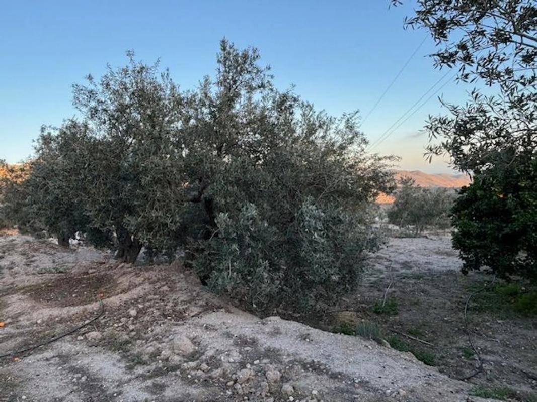 Terreno en venta en Felix, Almería photo 3