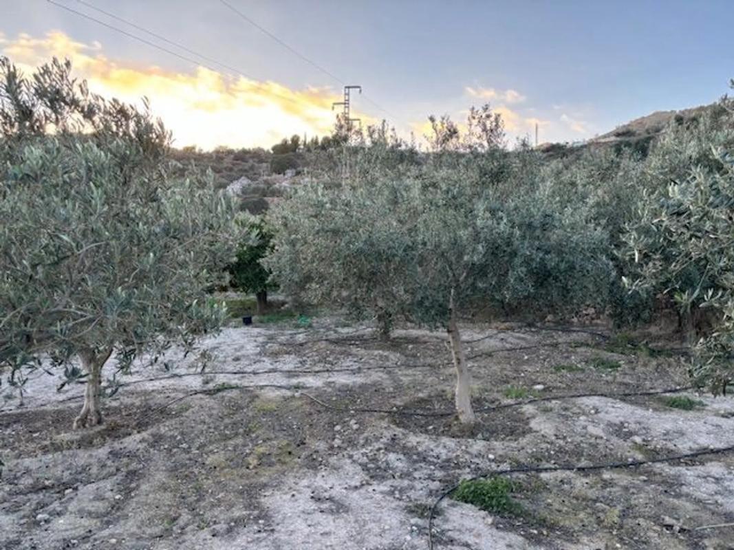 Terreno en venta en Felix, Almería photo 4
