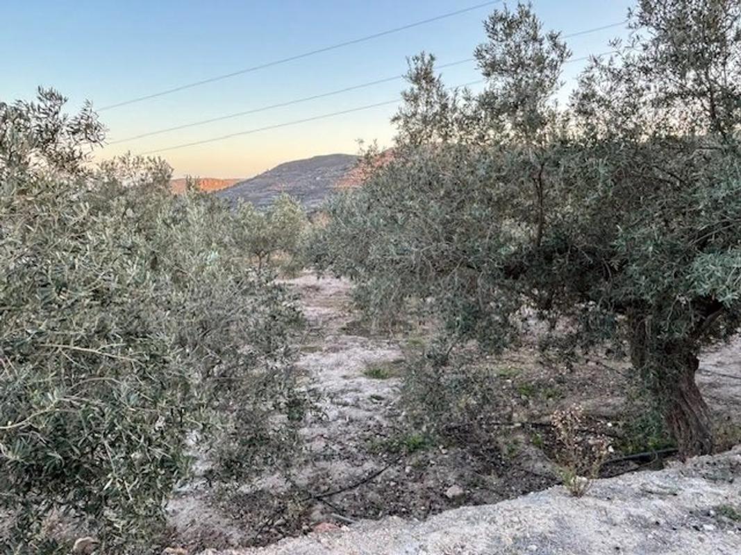 Terreno en venta en Felix, Almería photo 5