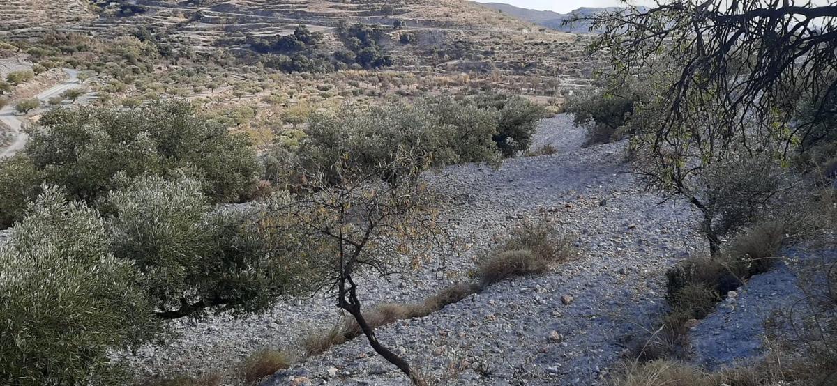 Terreno en venta en Felix, Almería photo 3