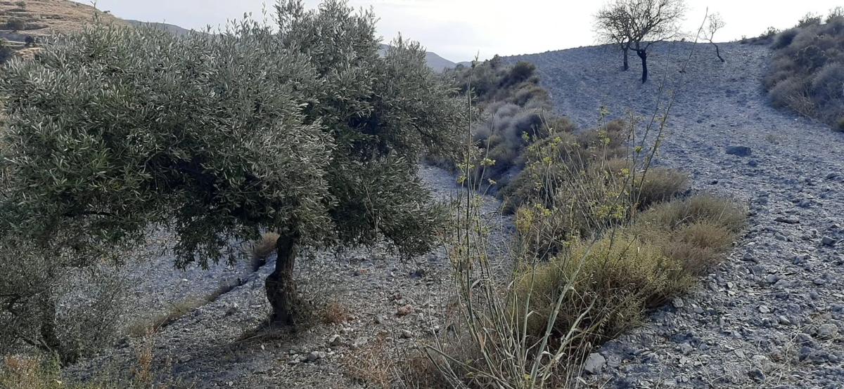 Terreno en venta en Felix, Almería photo 4