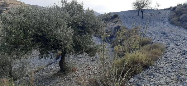 Terreno en calle pista forestal felix, km 2 photo 4