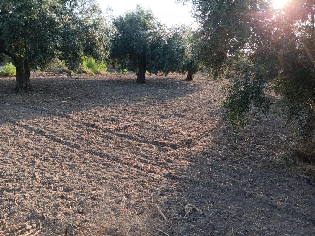 Terreno en venta en Albox, Almería photo 1