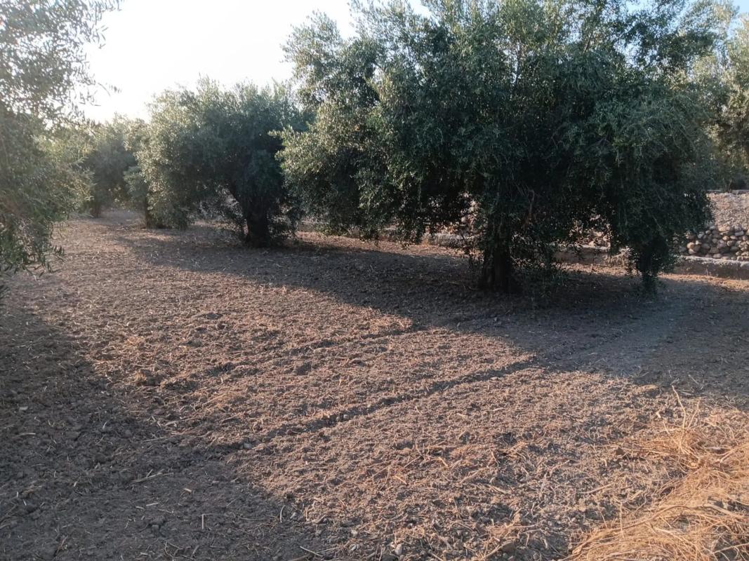 Terreno en venta en Albox, Almería photo 2