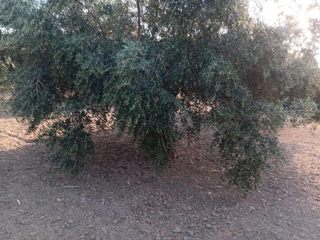 Terreno en venta en Albox, Almería photo 3