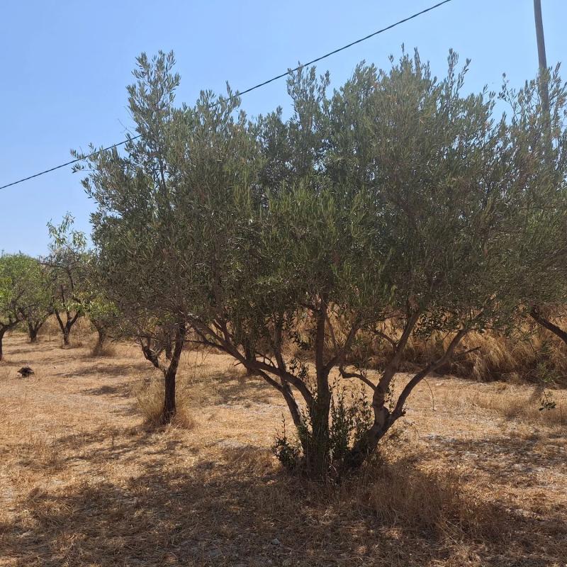 Terreno en venta en Seron, Almería photo 5