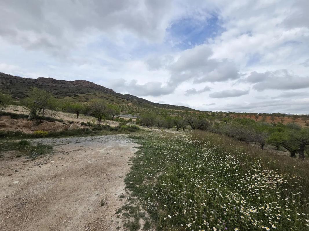 Terreno en venta en Albox, Almería photo 4