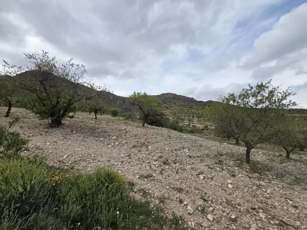 Terreno en venta en Albox, Almería photo 5