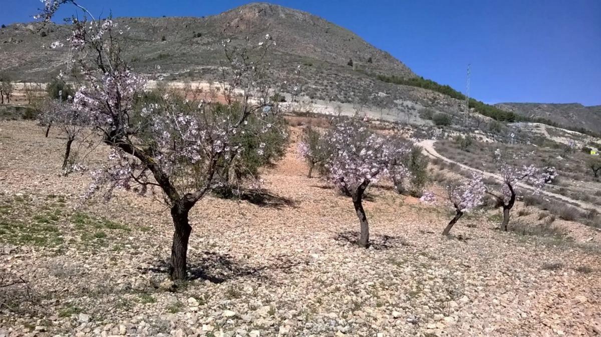 Działka na sprzedaż w Oria, Almería photo 1