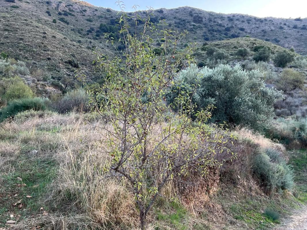Terreno en venta en Lubrín, Almería photo 2