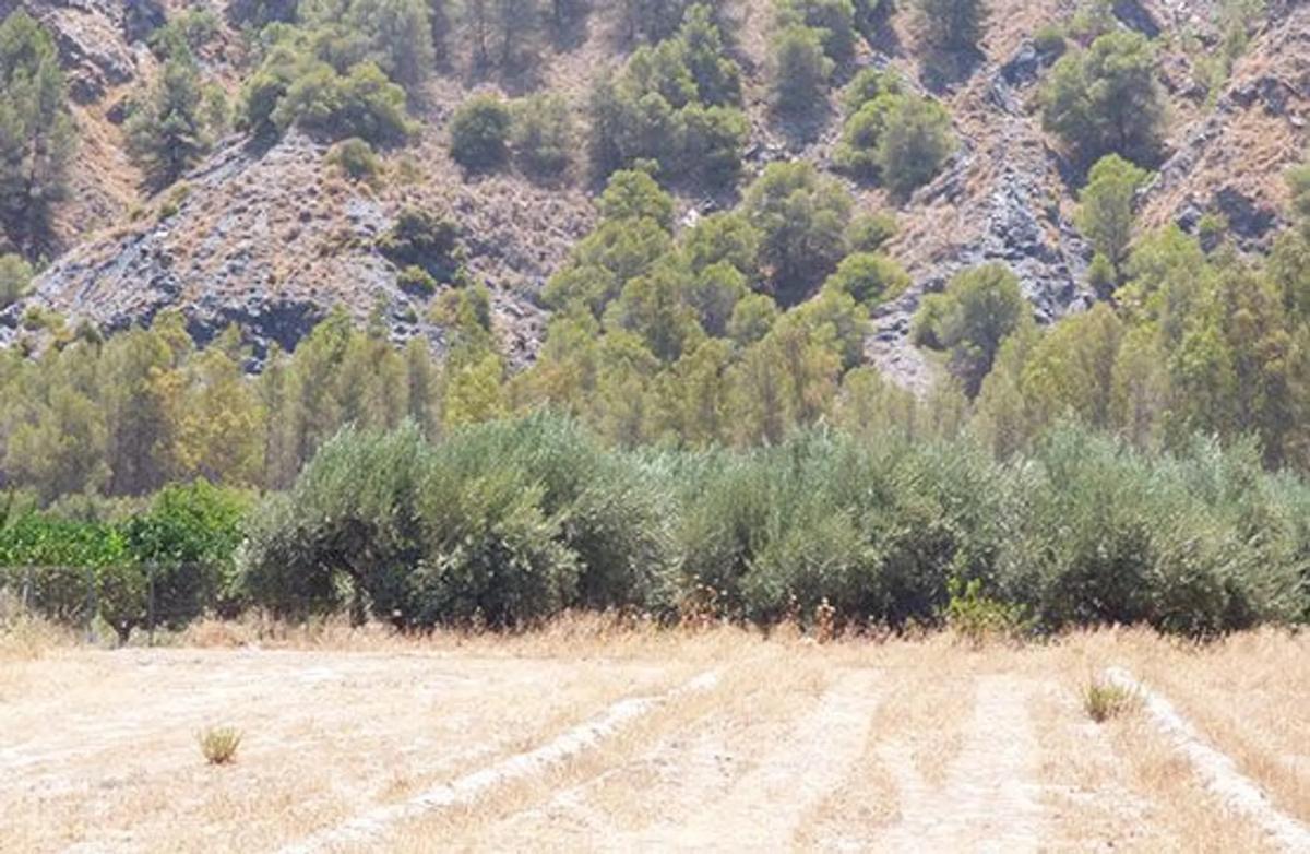 Terreno en venta en Purchena, Almería photo 5