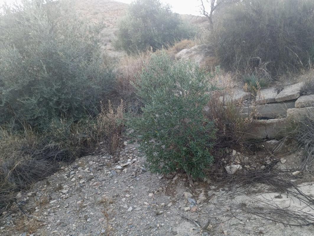 Terreno en venta en Albox, Almería photo 3